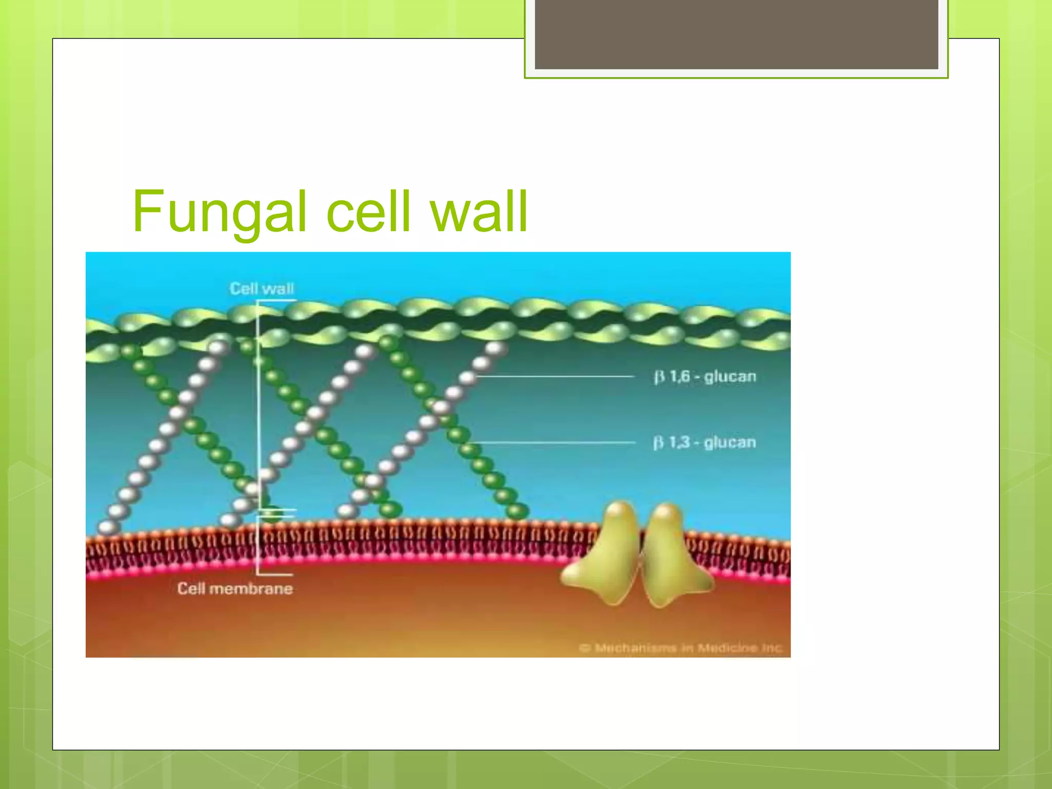 cell morphology and cell wall synthesis localisation... Cell wall synthesis inhibitors | PPTX