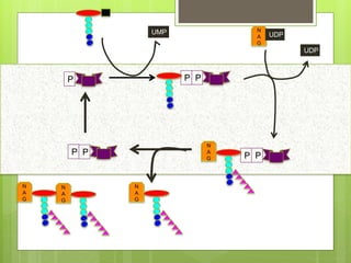 P PP
UMP N
A
G
UDP
UDP
PP
N
A
G
PP
N
A
G
N
A
G
N
A
G
 