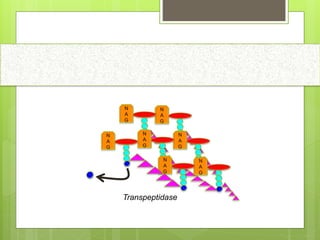 N
A
G
N
A
G
N
A
G
N
A
G
N
A
G
N
A
G
N
A
G
Transpeptidase
 