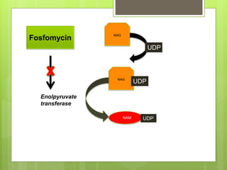 NAG
UDP
NAM UDP
Enolpyruvate
transferase
NAG
UDP
Fosfomycin
 