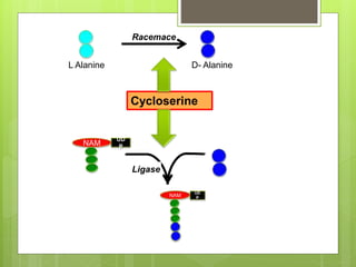 NAM
UD
P
NAM
UD
P
Cycloserine
L Alanine D- Alanine
Racemace
Ligase
 