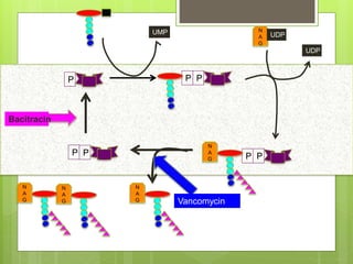 P PP
UMP N
A
G
UDP
PP
UDP
N
A
G
PP
N
A
G
Bacitracin
N
A
G
N
A
G Vancomycin
 
