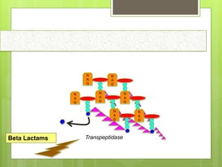 N
A
G
N
A
G
N
A
G
N
A
G
N
A
G
N
A
G
N
A
G
TranspeptidaseBeta Lactams
 