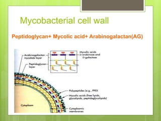 Mycobacterial cell wall
Peptidoglycan+ Mycolic acid+ Arabinogalactan(AG)
 