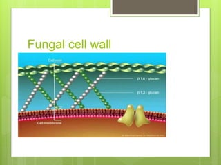 Fungal cell wall
 Glucans(major)+ Chitin+ Mannins
 