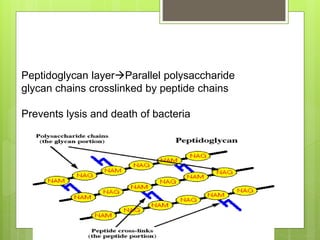 Peptidoglycan layerParallel polysaccharide
glycan chains crosslinked by peptide chains
Prevents lysis and death of bacteria
 