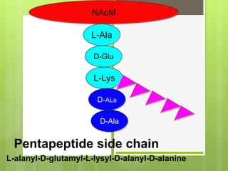 Pentapeptide side chain
L-alanyl-D-glutamyl-L-lysyl-D-alanyl-D-alanine
NAcM
L-Ala
D-Glu
L-Lys
D-ALa
D-Ala
 