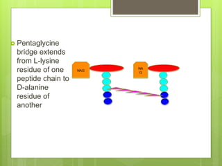  Pentaglycine
bridge extends
from L-lysine
residue of one
peptide chain to
D-alanine
residue of
another
NAG
NA
G
 