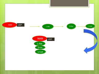 NAM UDP
L-LysD-GluL-Ala
L-Ala
D-Glu
NAM UDP
L-Lys
 