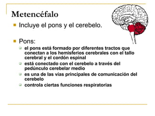 Metencéfalo <ul><li>Incluye el pons y el cerebelo. </li></ul><ul><li>Pons: </li></ul><ul><ul><li>el pons está formado por ...