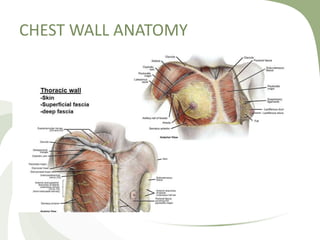 CHEST WALL ANATOMY
 