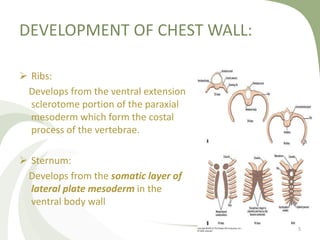 DEVELOPMENT OF CHEST WALL:
 Ribs:
Develops from the ventral extension
sclerotome portion of the paraxial
mesoderm which form the costal
process of the vertebrae.
 Sternum:
Develops from the somatic layer of
lateral plate mesoderm in the
ventral body wall
5
 