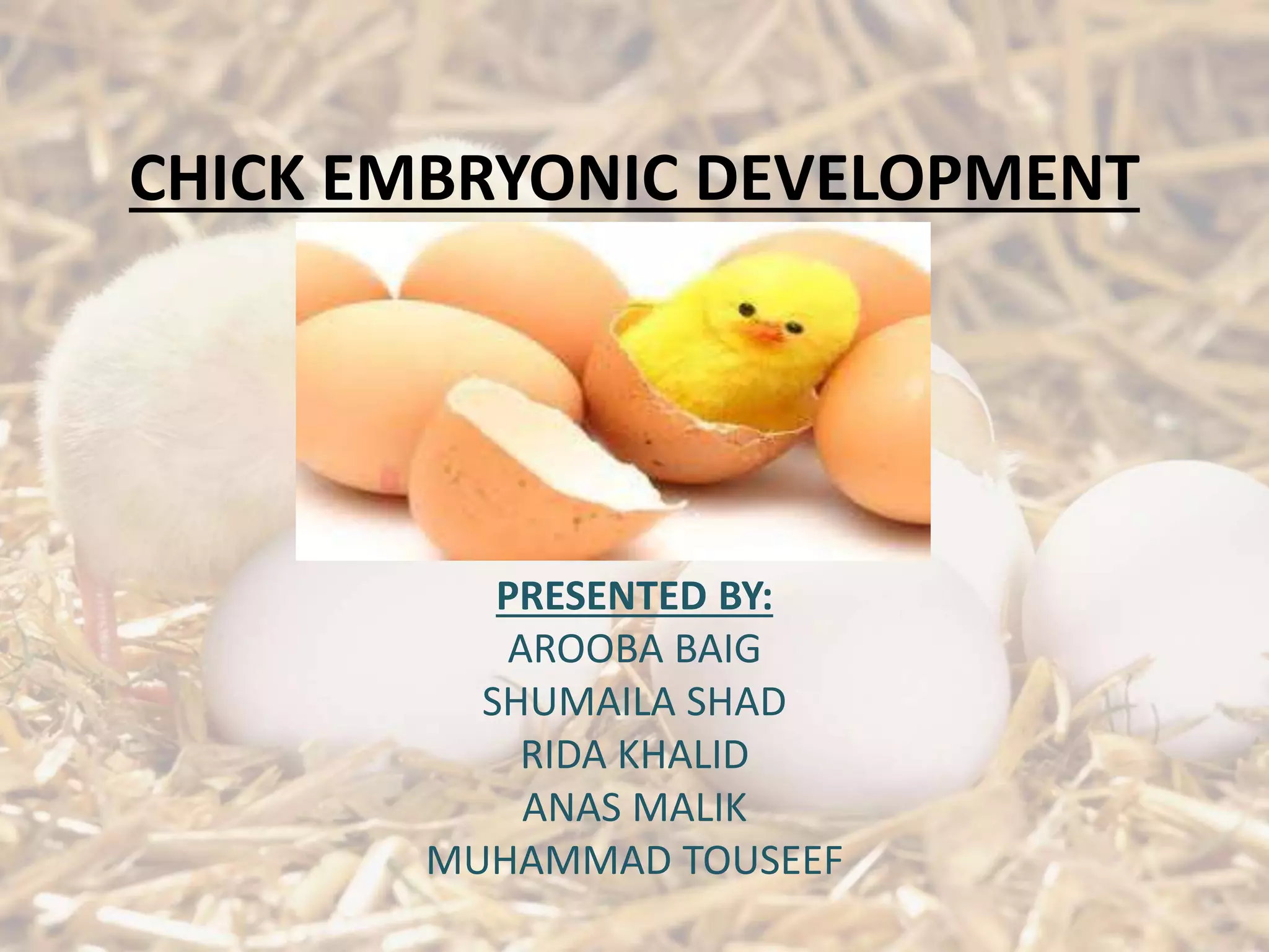CHICK EMBRYONIC DEVELOPMENT
PRESENTED BY:
AROOBA BAIG
SHUMAILA SHAD
RIDA KHALID
ANAS MALIK
MUHAMMAD TOUSEEF
 
