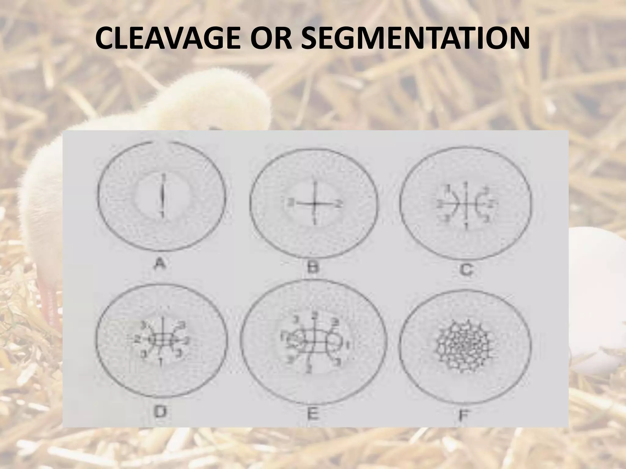 CLEAVAGE OR SEGMENTATION
 