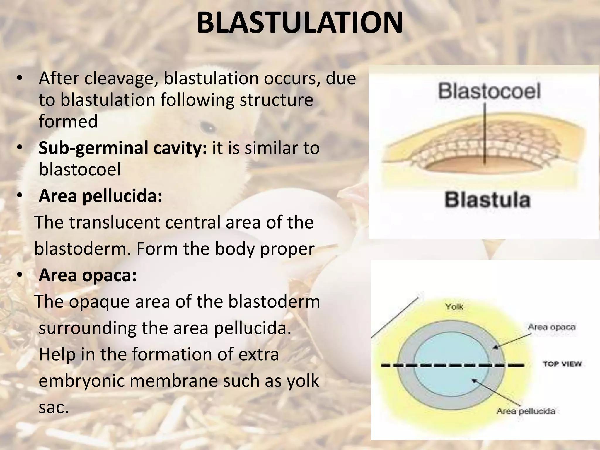 BLASTULATION
• After cleavage, blastulation occurs, due
to blastulation following structure
formed
• Sub-germinal cavity: it is similar to
blastocoel
• Area pellucida:
The translucent central area of the
blastoderm. Form the body proper
• Area opaca:
The opaque area of the blastoderm
surrounding the area pellucida.
Help in the formation of extra
embryonic membrane such as yolk
sac.
 