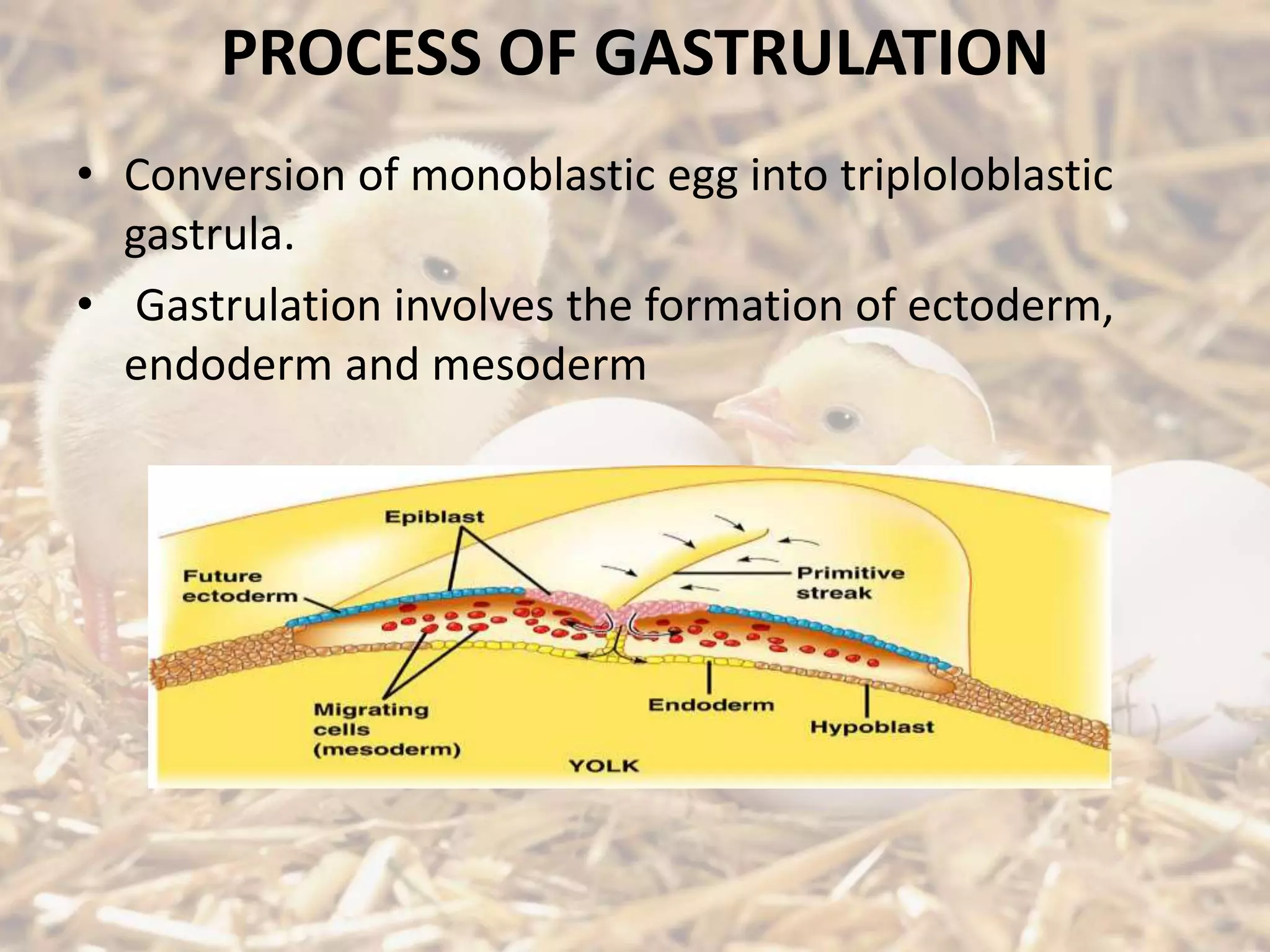 PROCESS OF GASTRULATION
• Conversion of monoblastic egg into triploloblastic
gastrula.
• Gastrulation involves the formation of ectoderm,
endoderm and mesoderm
 