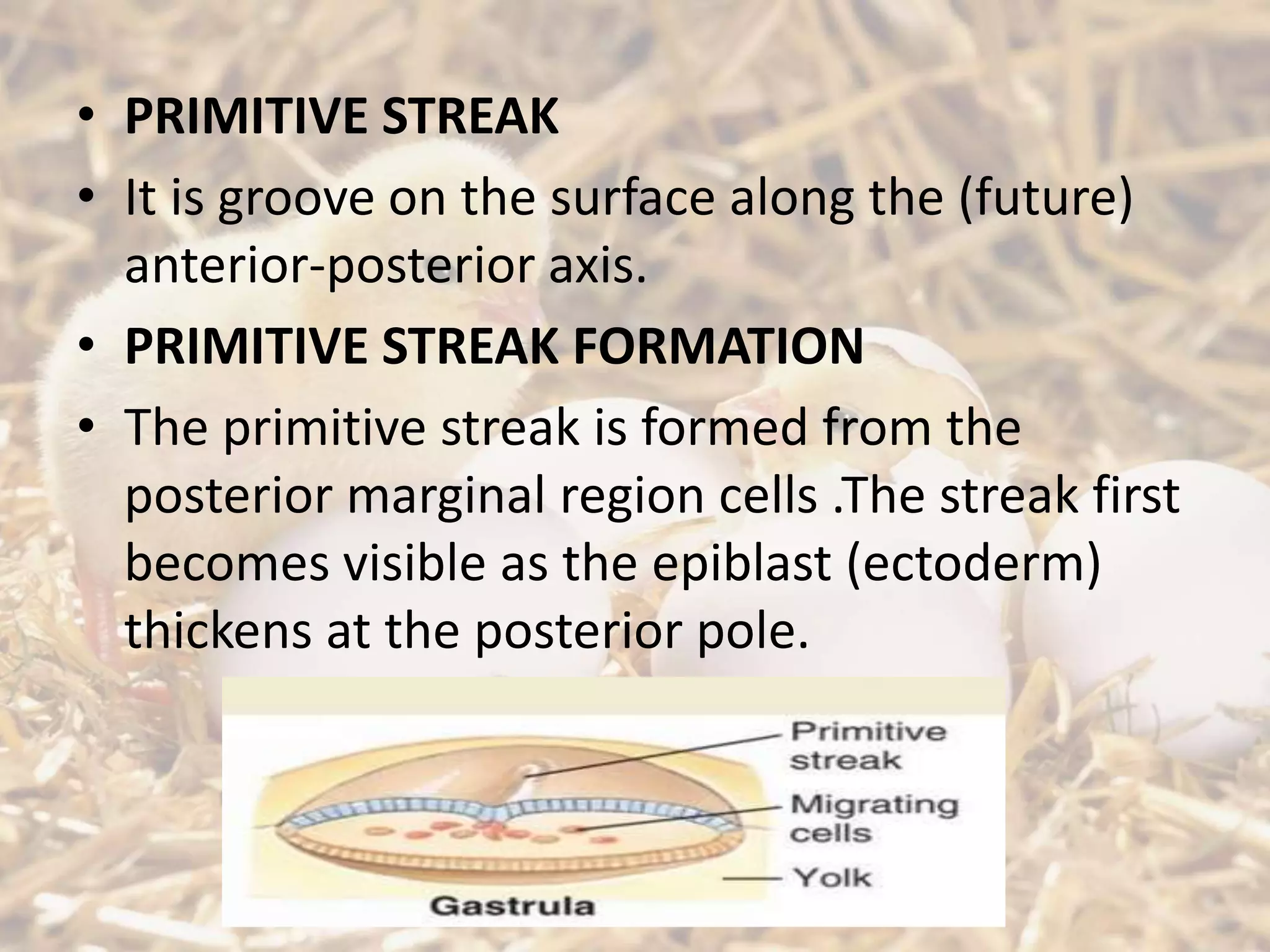• PRIMITIVE STREAK
• It is groove on the surface along the (future)
anterior-posterior axis.
• PRIMITIVE STREAK FORMATION
• The primitive streak is formed from the
posterior marginal region cells .The streak first
becomes visible as the epiblast (ectoderm)
thickens at the posterior pole.
 