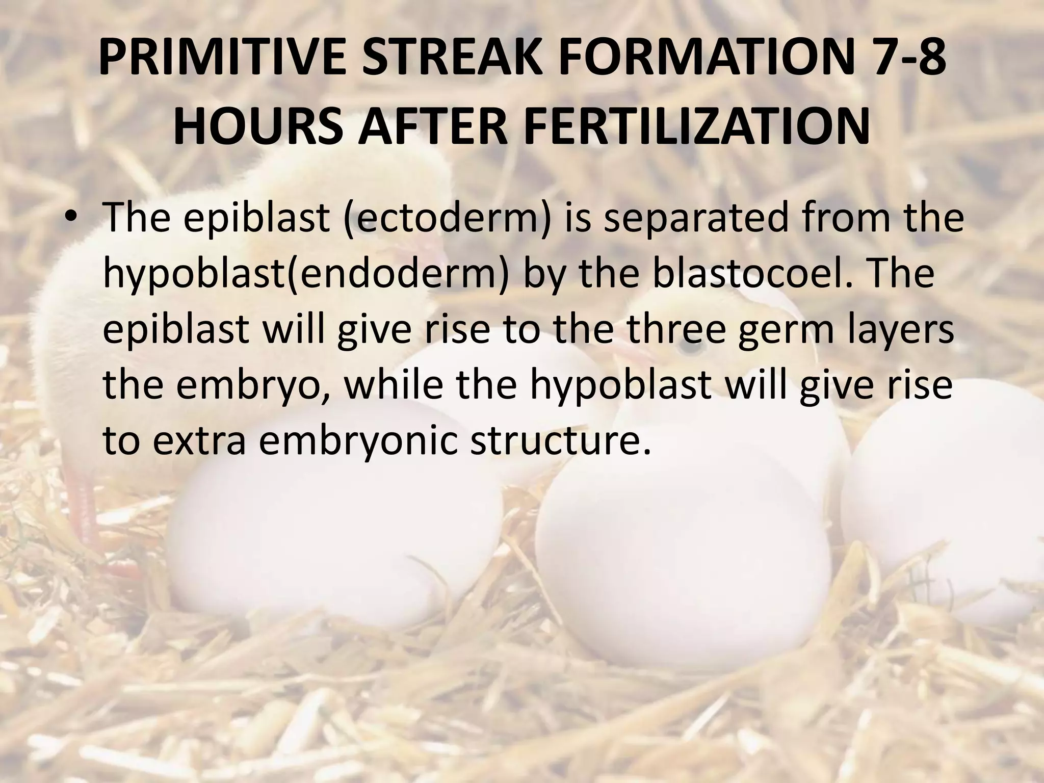 PRIMITIVE STREAK FORMATION 7-8
HOURS AFTER FERTILIZATION
• The epiblast (ectoderm) is separated from the
hypoblast(endoderm) by the blastocoel. The
epiblast will give rise to the three germ layers
the embryo, while the hypoblast will give rise
to extra embryonic structure.
 