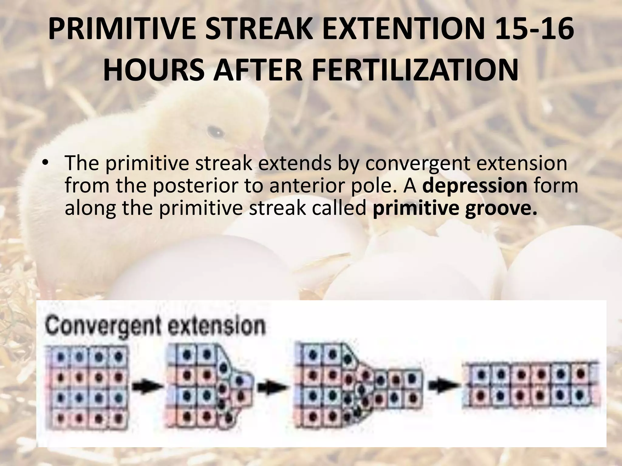 PRIMITIVE STREAK EXTENTION 15-16
HOURS AFTER FERTILIZATION
• The primitive streak extends by convergent extension
from the posterior to anterior pole. A depression form
along the primitive streak called primitive groove.
 