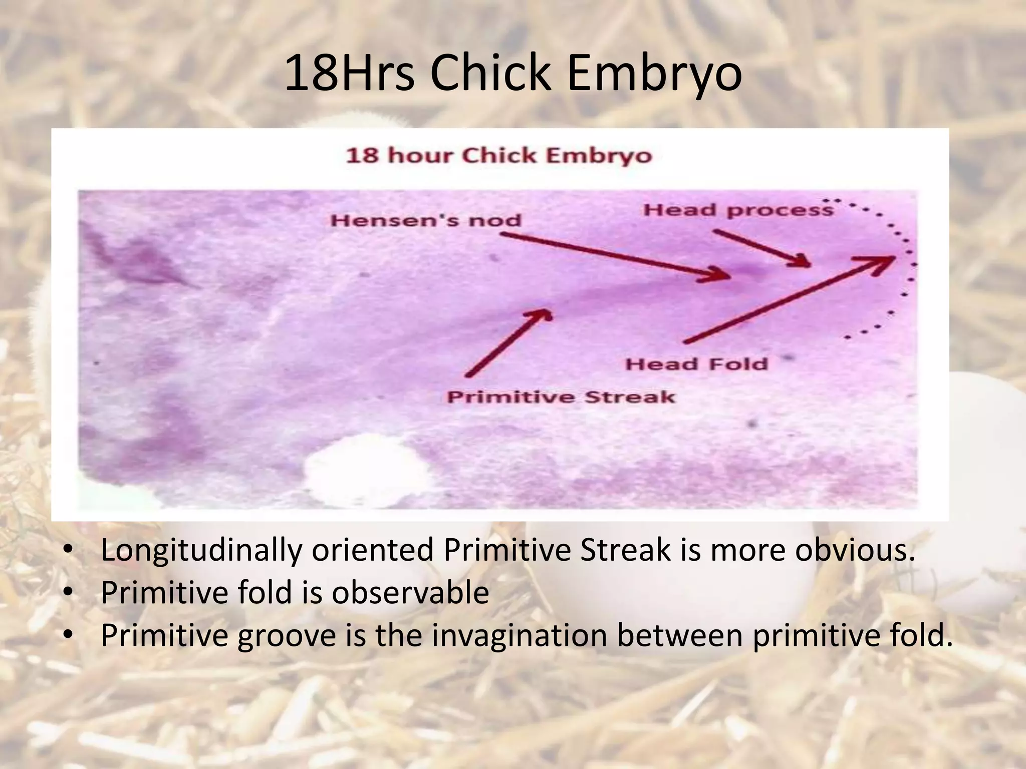 18Hrs Chick Embryo
• Longitudinally oriented Primitive Streak is more obvious.
• Primitive fold is observable
• Primitive groove is the invagination between primitive fold.
 