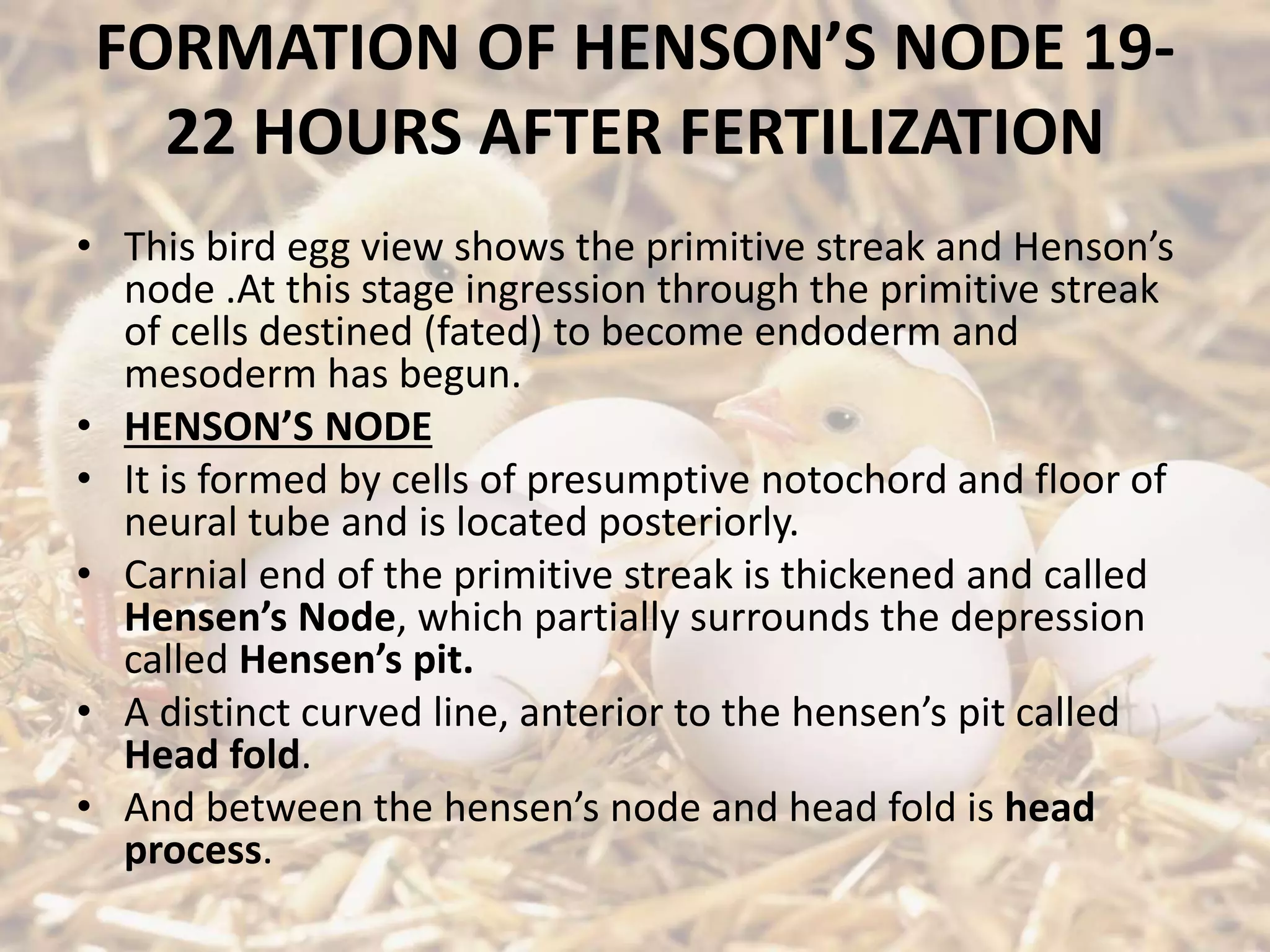 FORMATION OF HENSON’S NODE 19-
22 HOURS AFTER FERTILIZATION
• This bird egg view shows the primitive streak and Henson’s
node .At this stage ingression through the primitive streak
of cells destined (fated) to become endoderm and
mesoderm has begun.
• HENSON’S NODE
• It is formed by cells of presumptive notochord and floor of
neural tube and is located posteriorly.
• Carnial end of the primitive streak is thickened and called
Hensen’s Node, which partially surrounds the depression
called Hensen’s pit.
• A distinct curved line, anterior to the hensen’s pit called
Head fold.
• And between the hensen’s node and head fold is head
process.
 