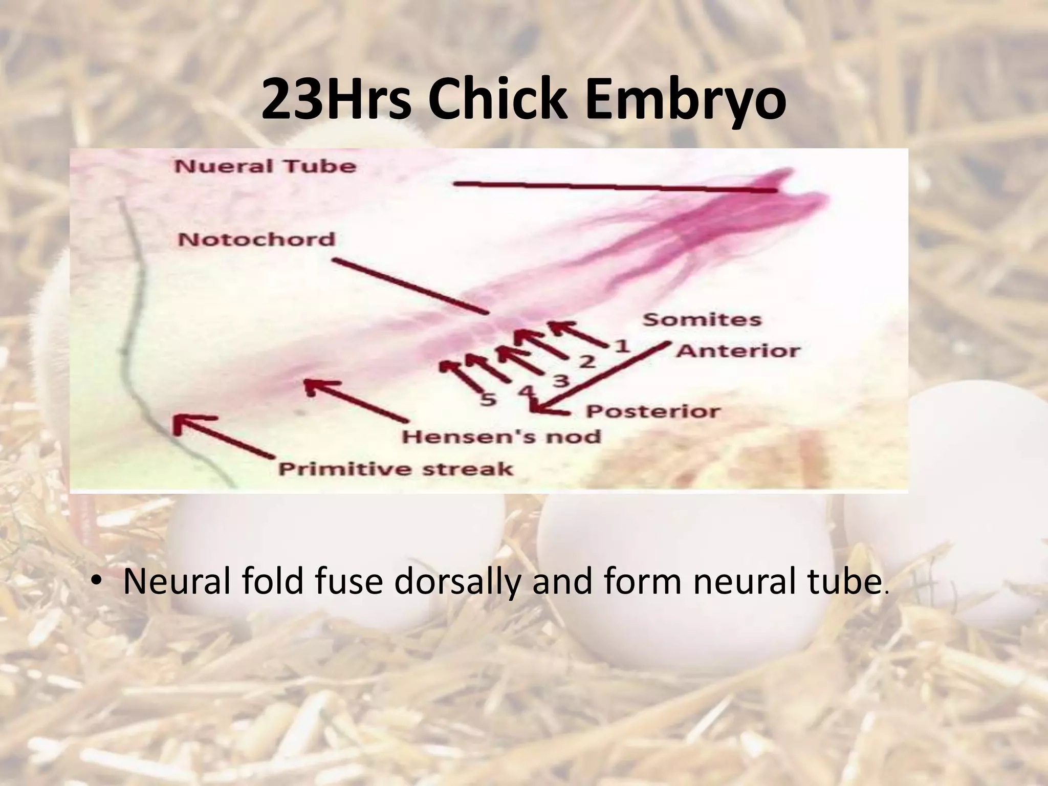 23Hrs Chick Embryo
• Neural fold fuse dorsally and form neural tube.
 