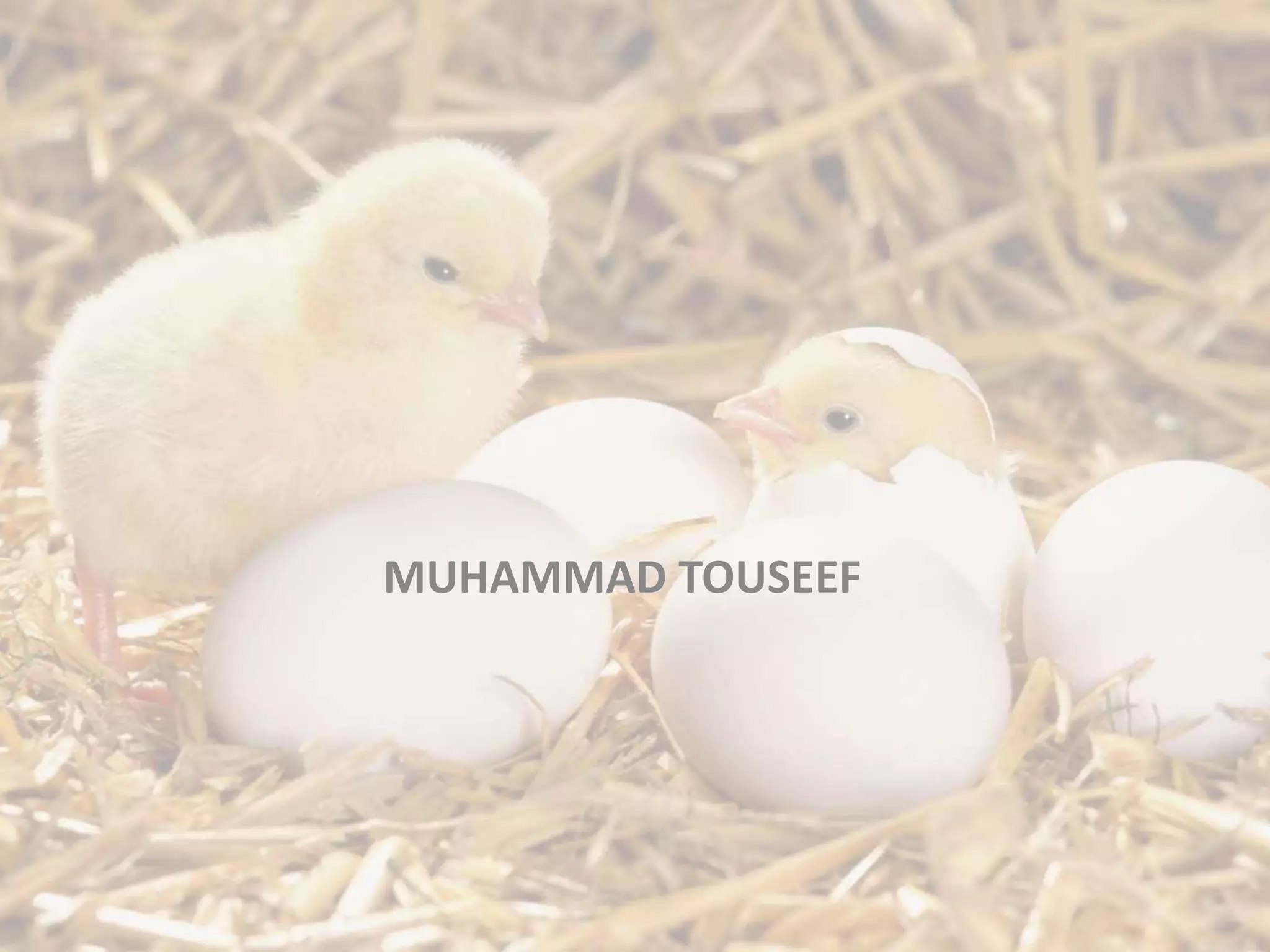 MUHAMMAD TOUSEEF
 