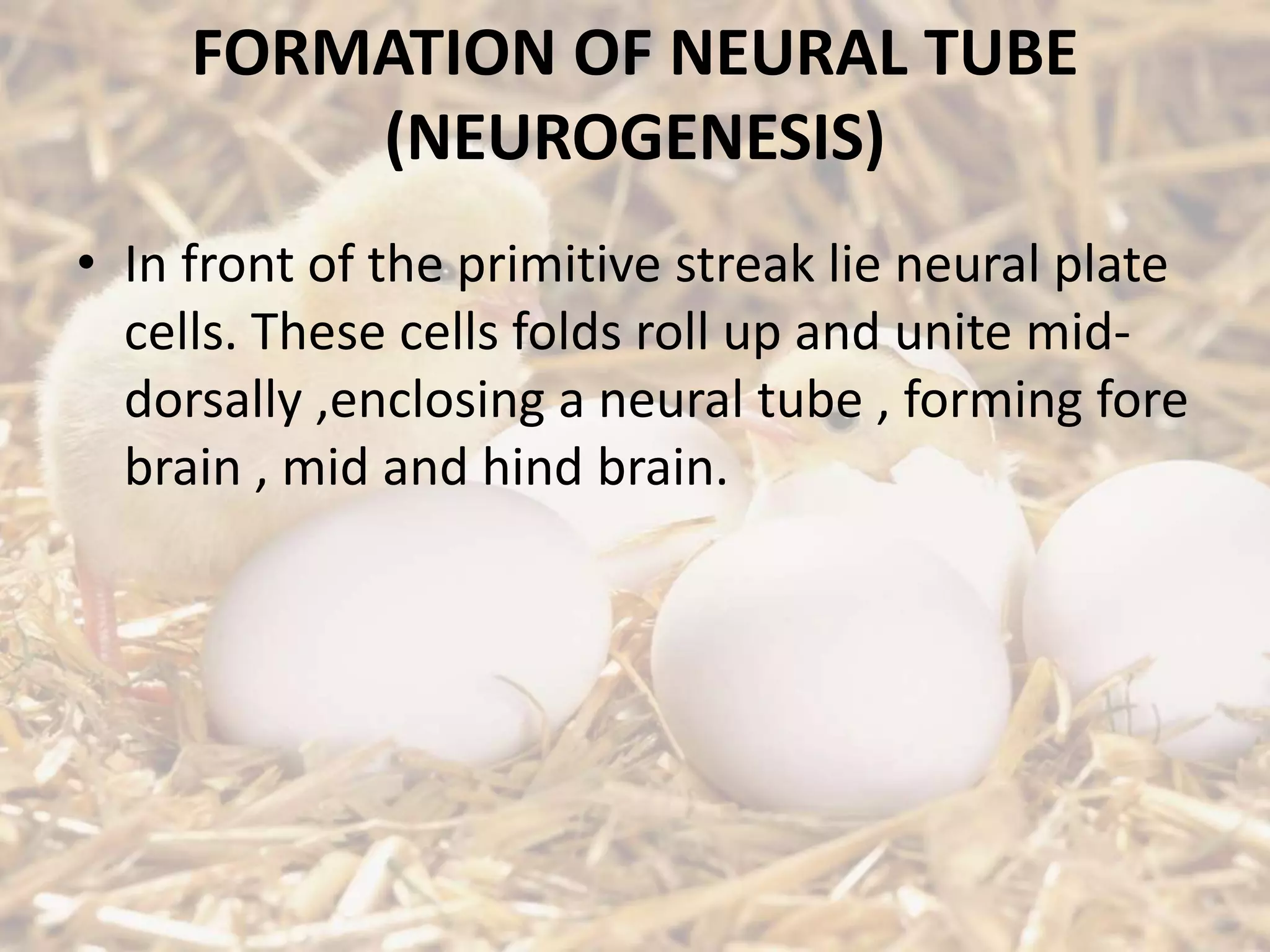 FORMATION OF NEURAL TUBE
(NEUROGENESIS)
• In front of the primitive streak lie neural plate
cells. These cells folds roll up and unite mid-
dorsally ,enclosing a neural tube , forming fore
brain , mid and hind brain.
 