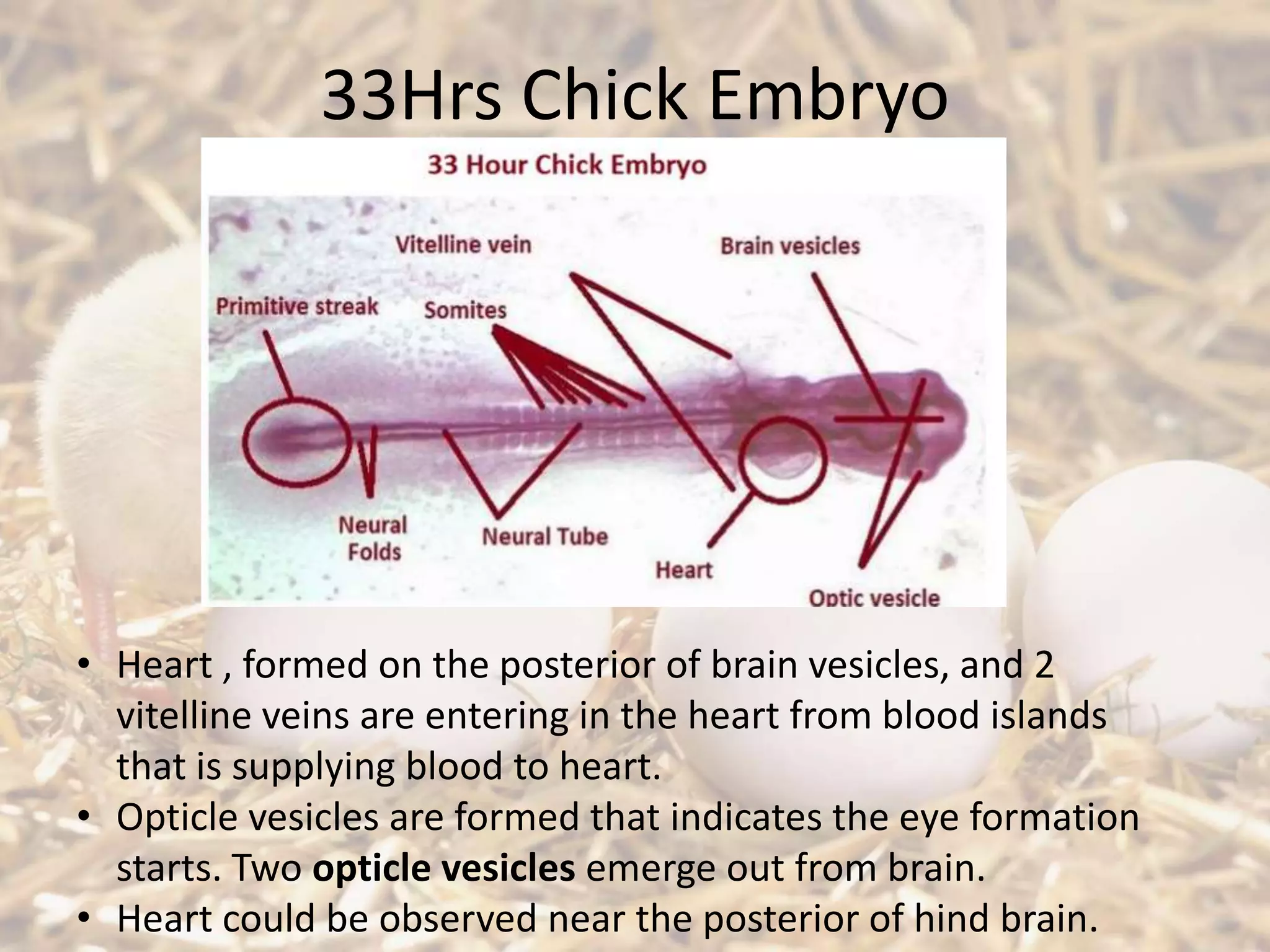 33Hrs Chick Embryo
• Heart , formed on the posterior of brain vesicles, and 2
vitelline veins are entering in the heart from blood islands
that is supplying blood to heart.
• Opticle vesicles are formed that indicates the eye formation
starts. Two opticle vesicles emerge out from brain.
• Heart could be observed near the posterior of hind brain.
 