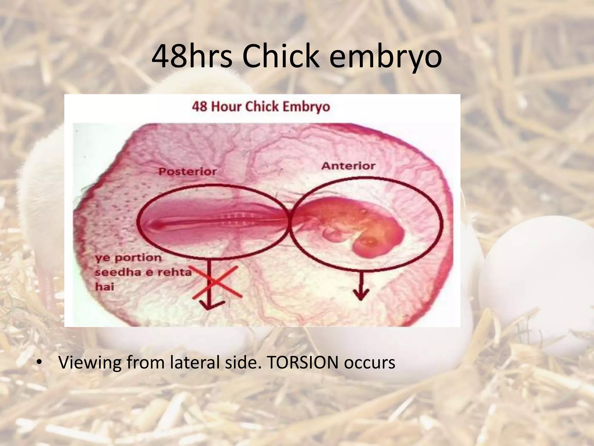 48hrs Chick embryo
• Viewing from lateral side. TORSION occurs
 