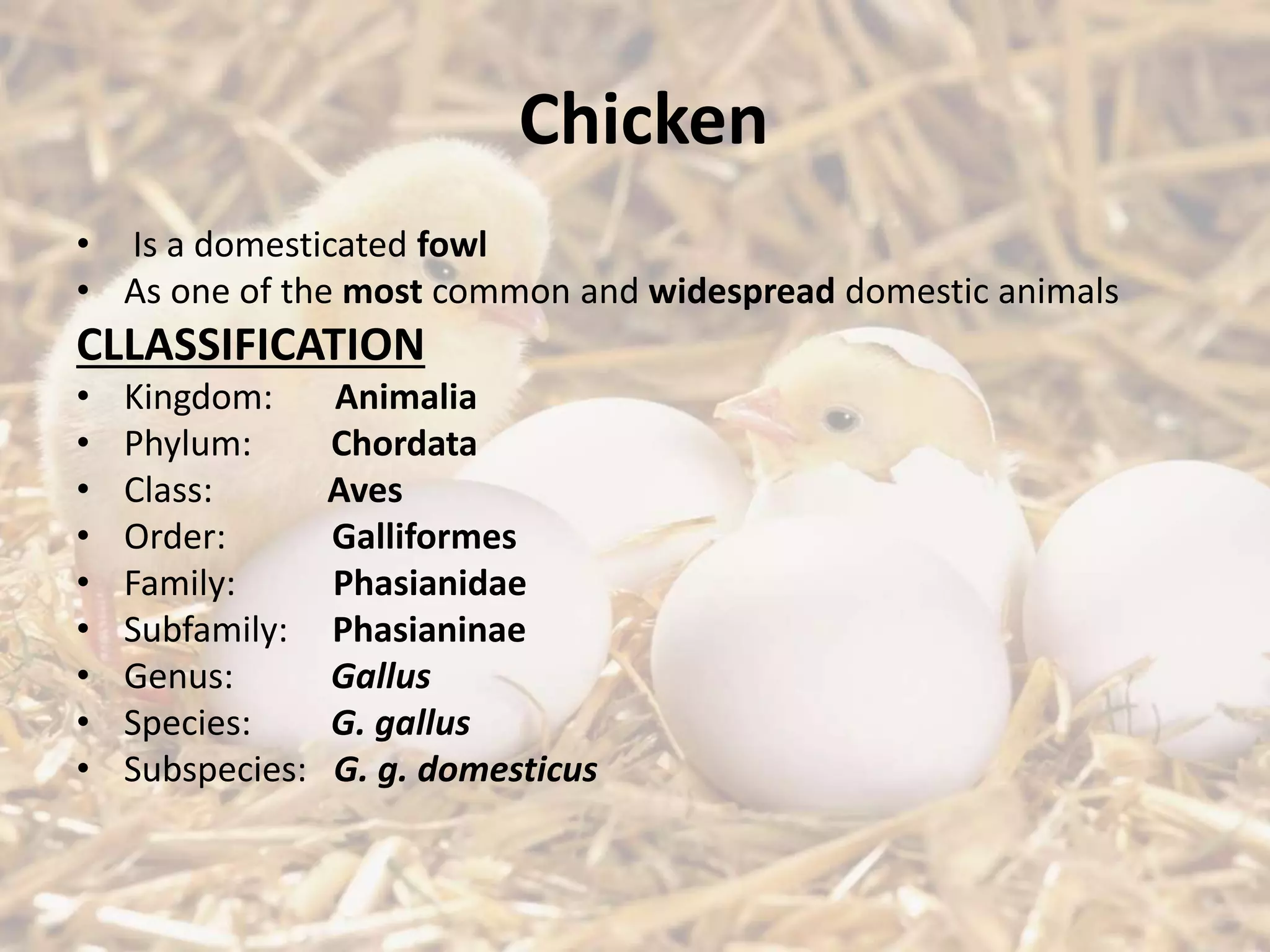 Chicken
• Is a domesticated fowl
• As one of the most common and widespread domestic animals
CLLASSIFICATION
• Kingdom: Animalia
• Phylum: Chordata
• Class: Aves
• Order: Galliformes
• Family: Phasianidae
• Subfamily: Phasianinae
• Genus: Gallus
• Species: G. gallus
• Subspecies: G. g. domesticus
 