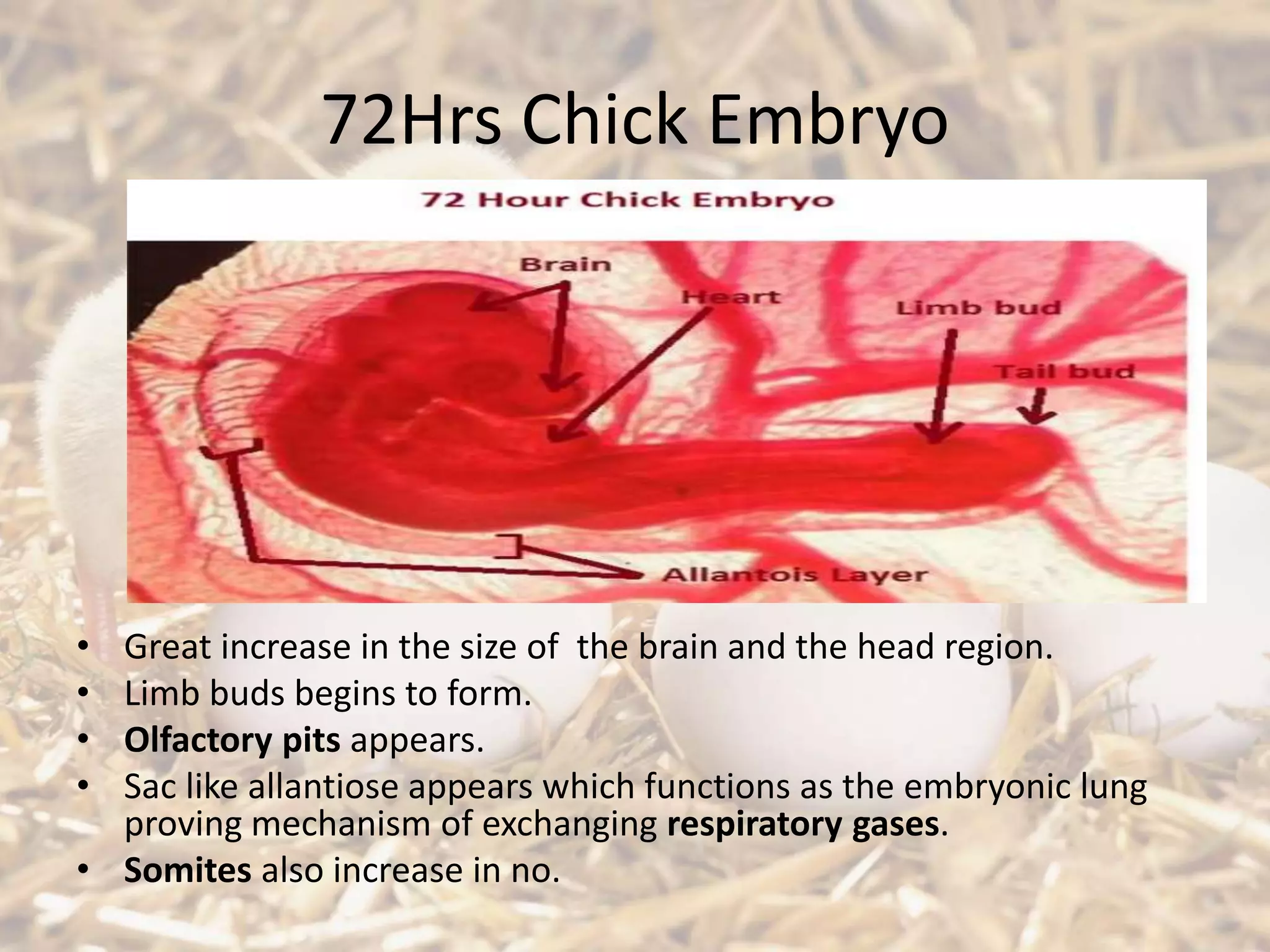 72Hrs Chick Embryo
• Great increase in the size of the brain and the head region.
• Limb buds begins to form.
• Olfactory pits appears.
• Sac like allantiose appears which functions as the embryonic lung
proving mechanism of exchanging respiratory gases.
• Somites also increase in no.
 