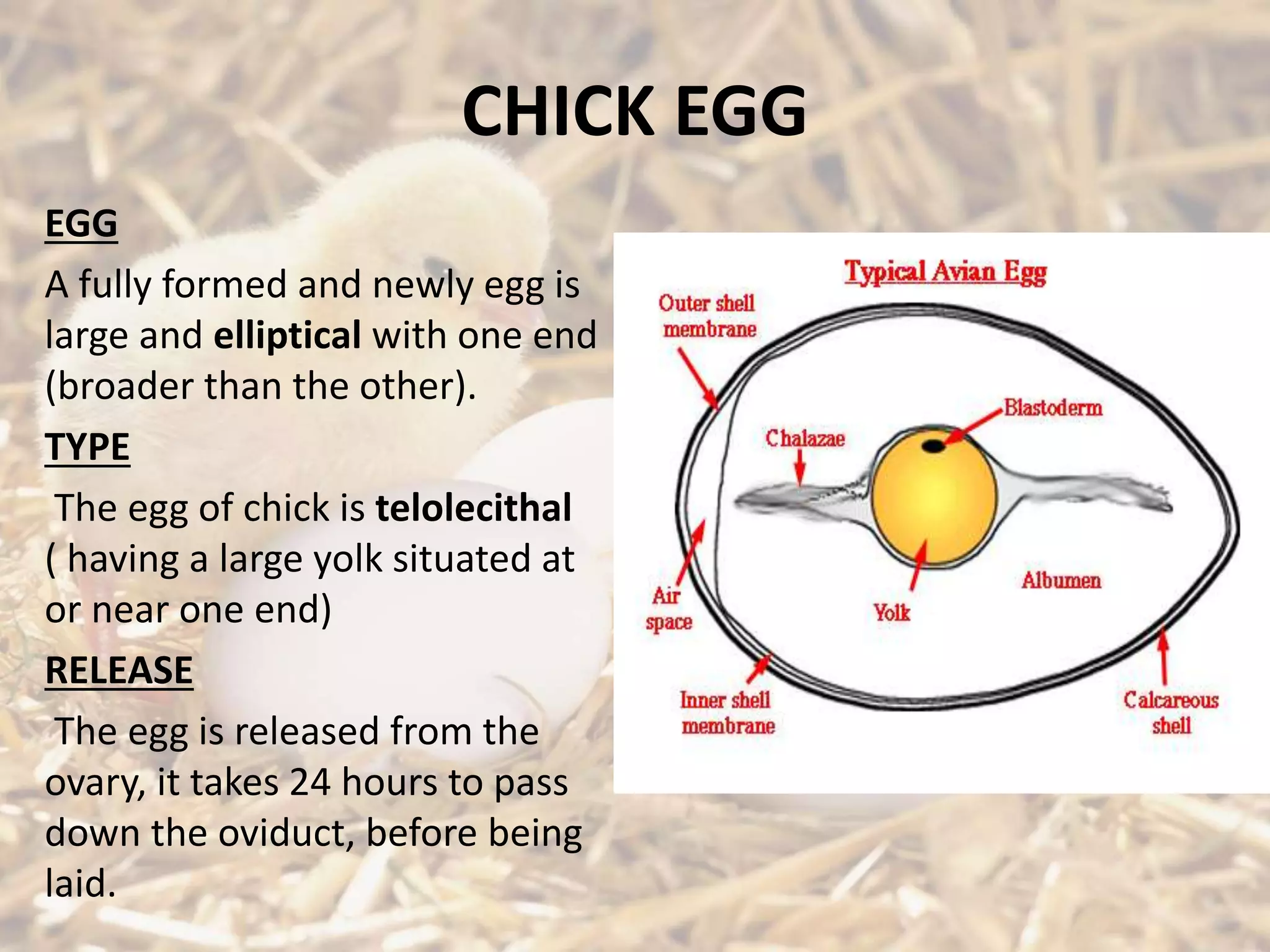 CHICK EGG
EGG
A fully formed and newly egg is
large and elliptical with one end
(broader than the other).
TYPE
The egg of chick is telolecithal
( having a large yolk situated at
or near one end)
RELEASE
The egg is released from the
ovary, it takes 24 hours to pass
down the oviduct, before being
laid.
 
