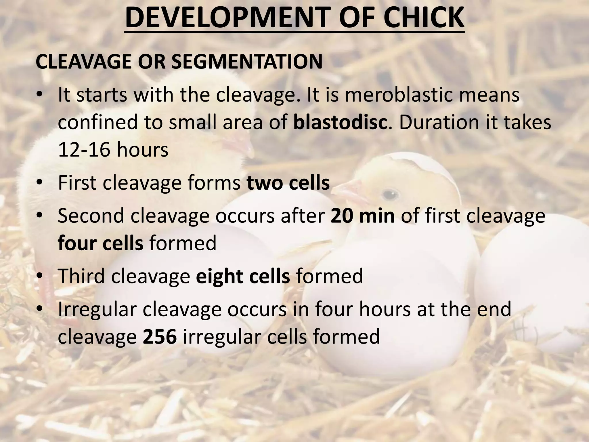 DEVELOPMENT OF CHICK
CLEAVAGE OR SEGMENTATION
• It starts with the cleavage. It is meroblastic means
confined to small area of blastodisc. Duration it takes
12-16 hours
• First cleavage forms two cells
• Second cleavage occurs after 20 min of first cleavage
four cells formed
• Third cleavage eight cells formed
• Irregular cleavage occurs in four hours at the end
cleavage 256 irregular cells formed
 