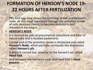 FORMATION OF HENSON’S NODE 19-
22 HOURS AFTER FERTILIZATION
• This bird egg view shows the primitive streak and Henson’s
node .At this stage ingression through the primitive streak
of cells destined (fated) to become endoderm and
mesoderm has begun.
• HENSON’S NODE
• It is formed by cells of presumptive notochord and floor of
neural tube and is located posteriorly.
• Carnial end of the primitive streak is thickened and called
Hensen’s Node, which partially surrounds the depression
called Hensen’s pit.
• A distinct curved line, anterior to the hensen’s pit called
Head fold.
• And between the hensen’s node and head fold is head
process.
 