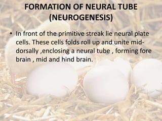 FORMATION OF NEURAL TUBE
(NEUROGENESIS)
• In front of the primitive streak lie neural plate
cells. These cells folds roll up and unite mid-
dorsally ,enclosing a neural tube , forming fore
brain , mid and hind brain.
 