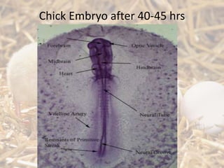Chick Embryo after 40-45 hrs
 