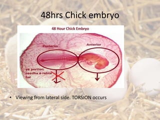 48hrs Chick embryo
• Viewing from lateral side. TORSION occurs
 