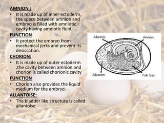 AMNION :
• It is made up of inner ectoderm,
the space between amnion and
embryo is filled with amniotic
cavity having amniotic fluid.
FUNCTION
• It protect the embryo from
mechanical jerks and prevent its
desiccation.
CHORION:
• It is made up of outer ectoderm
,the cavity between amnion and
chorion is called chorionic cavity
FUNCTION
• Chorion also provides the liquid
medium for the embryo.
ALLANTOISE:
• The bladder like structure is called
allantoise.
 