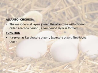 ALLANTO- CHORION:
• The mesodermal layers joined the allantoise with chorion
called allanto-chorion , a compound layer is formed
FUNCTION
• It serves as Respiratory organ , Excretory organ, Nutritional
organ
 