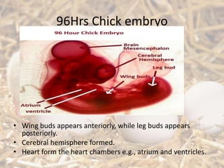 96Hrs Chick embryo
• Wing buds appears anteriorly, while leg buds appears
posteriorly.
• Cerebral hemisphere formed.
• Heart form the heart chambers e.g., atrium and ventricles.
 