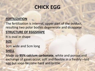 CHICK EGG
FERTILIZATION
The fertilization is internal, upper part of the oviduct,
resulting two polar bodies degenerate and disappear.
STRUCTURE OF EGGSHAPE
It is oval in shape
SIZE
3cm wide and 5cm long
SHELL
Made up 95% calcium carbonate, white and porous and
exchange of gases occur, soft and flexible in a freshly –laid
egg but soon become hard and brittle.
 