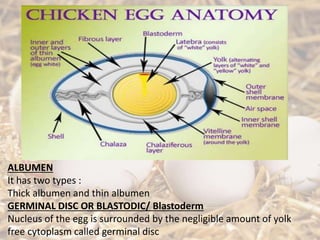 ALBUMEN
It has two types :
Thick albumen and thin albumen
GERMINAL DISC OR BLASTODIC/ Blastoderm
Nucleus of the egg is surrounded by the negligible amount of yolk
free cytoplasm called germinal disc
 