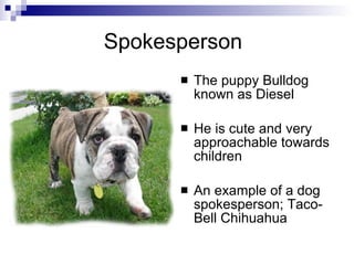 Spokesperson
         The puppy Bulldog
          known as Diesel

         He is cute and very
          approachable towards
          children

         An example of a dog
          spokesperson; Taco-
          Bell Chihuahua
 