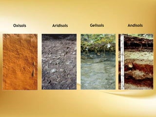 Oxisols Aridisols Gelisols Andisols
 