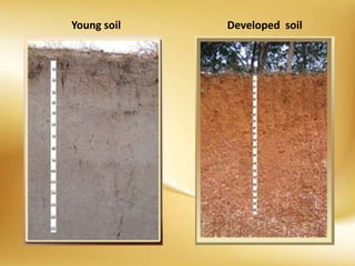 Young soil Developed soil
 