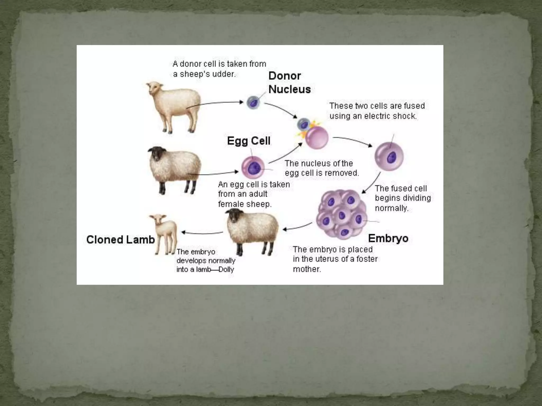 HOW do they Clone?Cloning means the creation of a life.  But creating human life through cloning is where the cloning debate becomes controversial in many categories. That created life has the exact DNA structure of the host from which the DNA was extracted. To clone an animal, first a donor cell is found, which has its original DNA taken out and discarded. Next is the addition of a nucleus from the desired animal that is to be cloned. The third step involves implanting the combined cell into the animal that the donor cell was taken from. Cloning animals has been around for awhile now and the 1st successful one was Dolly the sheep.   To create Dolly scientists used Somatic Cell Nuclear Transfer (SCNT).  A somatic cell is a cell from any part of the body other than the reproductive cells. The nucleus is the portion of each cell that contains the DNA that makes each life form unique. The nucleus of the somatic cell is transferred to a donor egg cell, which had its nucleus removed. With Dolly, a somatic cell from an adult female sheep was isolated. The SCNT method was used and an embryo developing was implanted into a surrogate female sheep, which was carried to term resulting in Dolly. And though Dolly's case was a great achievement, Dolly died soon after her birth. Scientists are not able to clone humans like livestock, yet. Since 1997, gradual improvements in cloning technology have enabled researchers to generate mouse, cattle, goat, pig, deer, rabbit, cat, mule, and horse clones. 