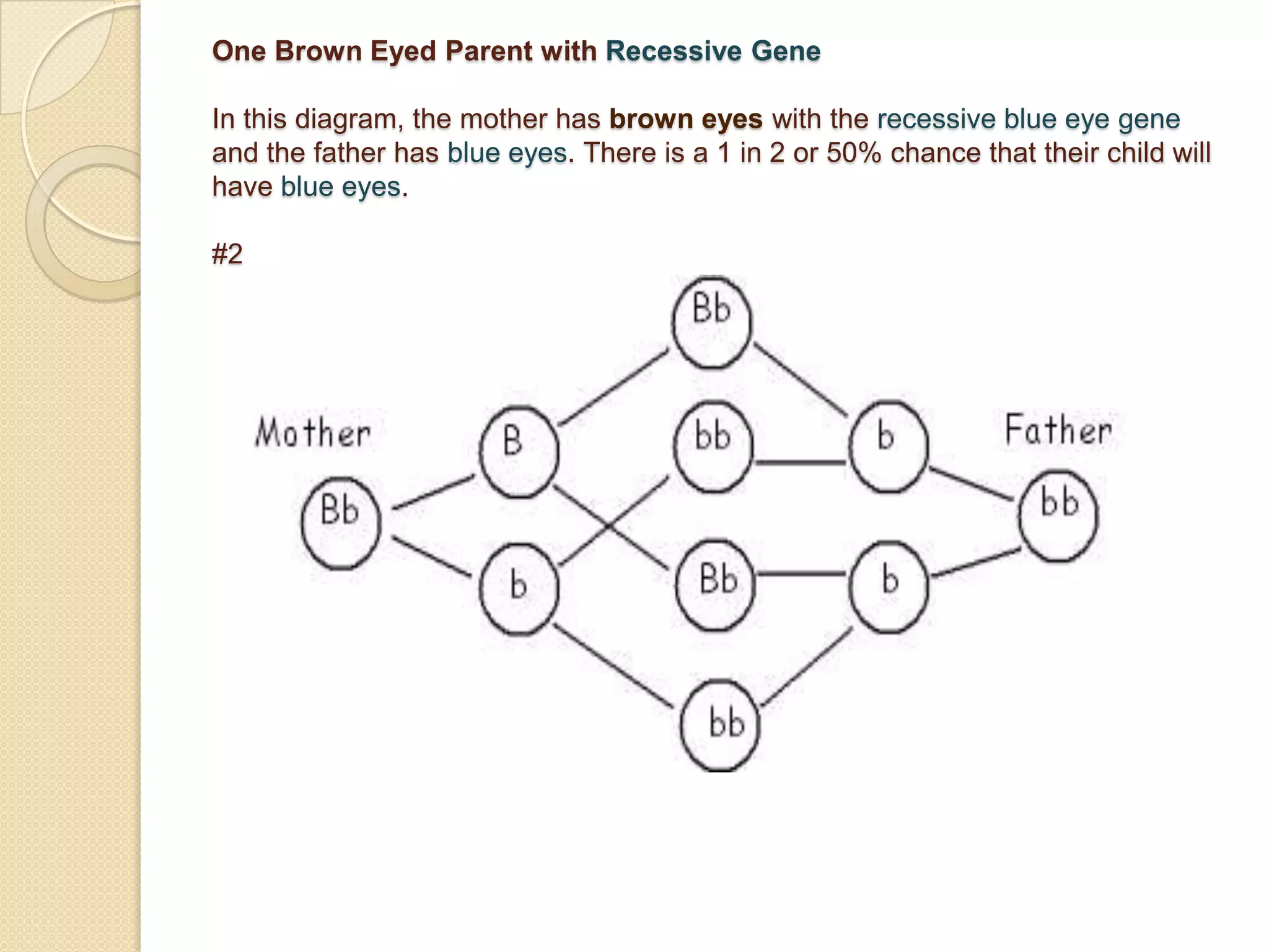  When alleles are co-dominant both of the alleles show in the organisms appearance.  Neither allele is dominant or recessive so neither is hidden in the offspring. THE ALLELES OF TWO PARENTS COMBINE TO EXPRESS TRAITS IN OFFSPRING. For example, every person has two genes for eye color. When a person has two identical genes, he will have eyes of that color. Another person may two different genes, and he will have eyes the color of the dominant gene. With eye color, the gene for brown eyes is dominant (B). The gene for Blue eyes is recessive (b). If a person has one B gene and one b gene or two B genes, then that person will have brown eyes. If a person has bb eye genes, then the person will have blue eyes.Parents with Brown Eyes and Recessive GenesIn this diagram, both the mother and father have brown eyes, but they both have the recessive gene for blue eyes as part of their genetic makeup. There is a 1 in 4 or 25% chance that their child will have blue eyes.#1