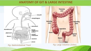 ANATOMY OF GIT & LARGE INTESTINE
Fig: Large Intestine (Colon)
Fig: Gastrointestinal Tract
 