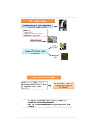 Pilot Milk analysis    
 Milk collection at farm (Venier)  and storage in 
        frozen  until  analysis execution 

  Analysis of
  1.raw samples
  2.Spiked with known amount of 
  Staphylococcus aureus DNA  


             DNA extraction 


                                                     Real Time
                                                      (UNIPR) 
   Detection of Staphylococcus aureus, 
    Campylobacter jejuni and Listeria 
             monocytogenes
                                                     Microarray 
                                                       (CNR) 




                 Pilot Tomato  analysis    

UNIPR has received from Pascual 
Marketing  random samples  of  fruits                  IS IT POSSIBLE TO FOUND OUT 
                                                           GENETIC INTRAVARIETAL 
of the Kumato variety in four 
containers                                                     DIFFERENCES ? 




      – 8 samples were taken from the 4 containers, and for each 
        sample DNA extraction was performed
      – DNA was analysed with PCR and capillary electrophoresis  (SSR 
        markers) 
 